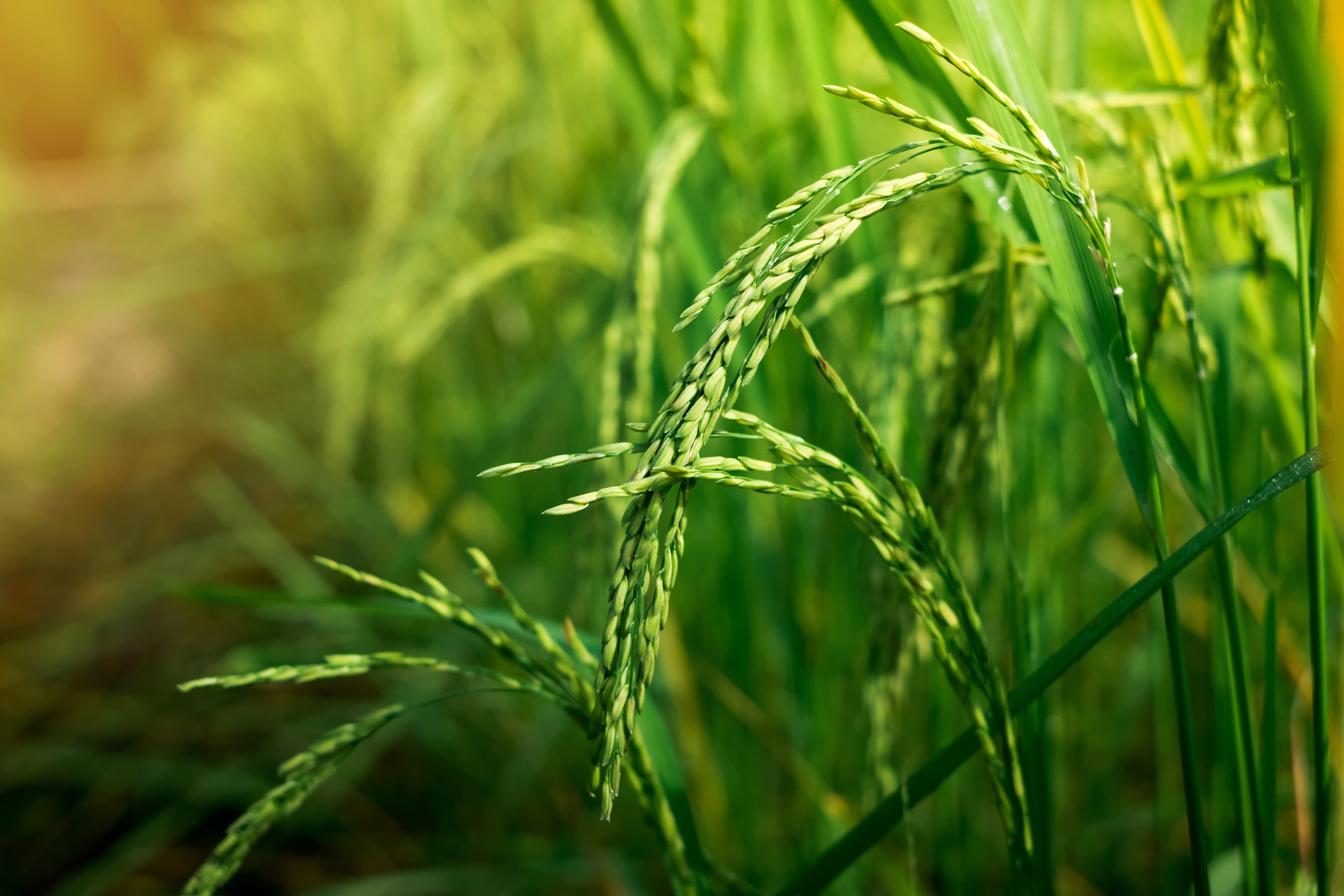 Agri Business